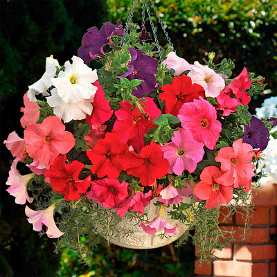 Петуния Суперкаскад Яркий набор