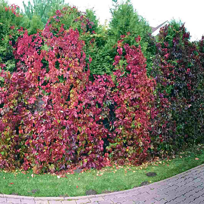 Виноград Девичий