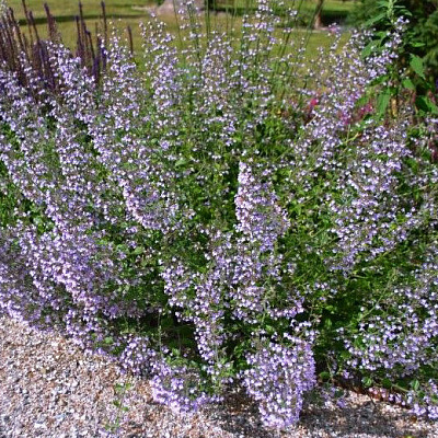 Душевник котовниковый Блю Клауд