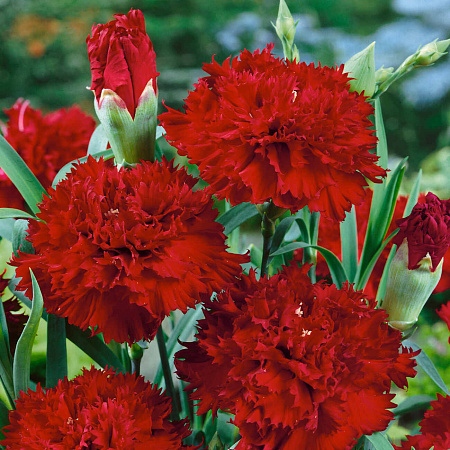 Фото Гвоздика садовая Шабо Пурпурная