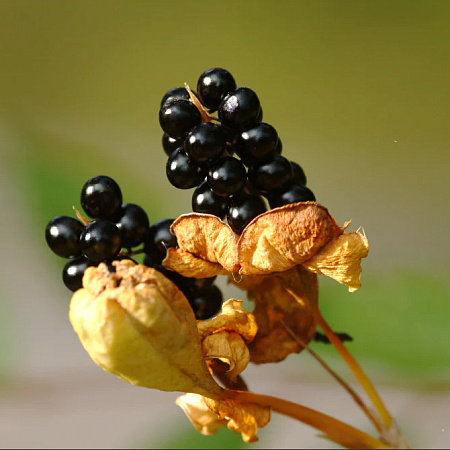 Фото Беламканда китайская
