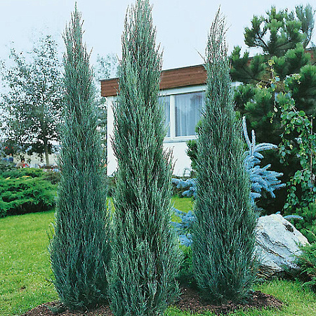 Фото Можжевельник скальный Скайрокет