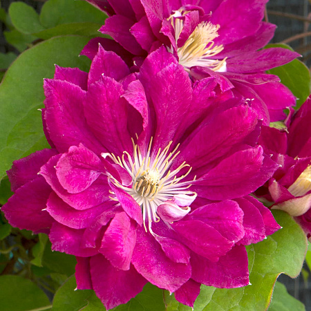 Фото Клематис Ред Стар