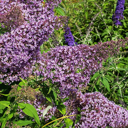 Фото Буддлея Гулливер