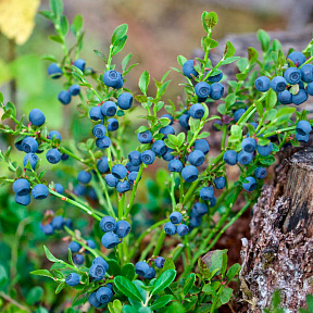 Черника обыкновенная