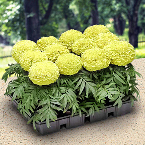 Бархатцы африканские Спан лимонный