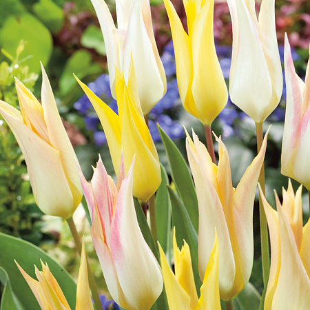 Фото Тюльпан Йохан Кройф