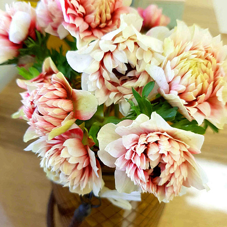 Фото Ветреница (анемона) корончатая Фуллстар Ред энд Вайт