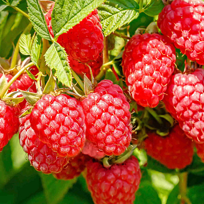 Малина ремонтантная Конёк-Горбунок