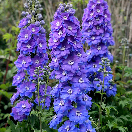 Фото Дельфиниум Дельфис Монинг Лайт