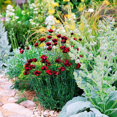 Фото Гвоздика Кроваво-красная