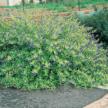 Фото Кариоптерис кладонский Вустер голд