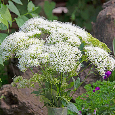Трахелиум Озеро Мичиган Белый