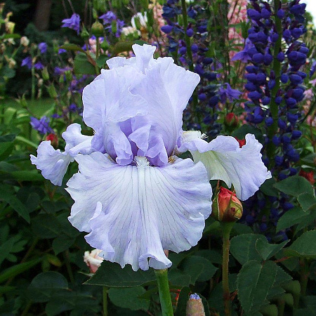 Фото Ирис бородатый Силверадо