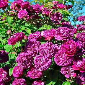 Роза галльская (французкая) Кардинал де Ришелье