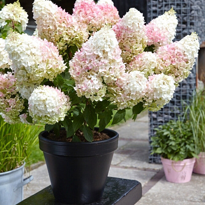 Гортензия метельчатая Строуберри Блоссом