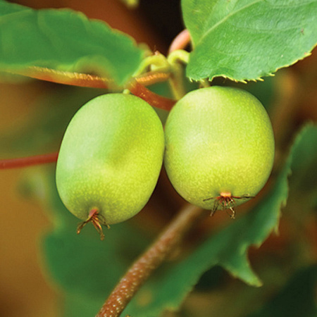Фото Актинидия Сластена