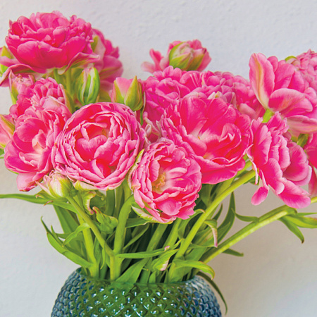 Фото Тюльпан Анна Флер