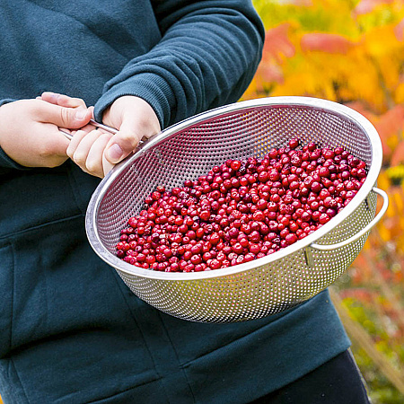 Фото Брусника Руно