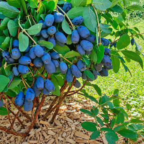 Жимолость Индиго джем