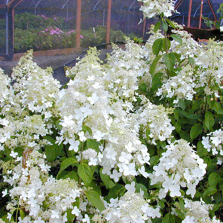 Фото Гортензия Брасселс лейс