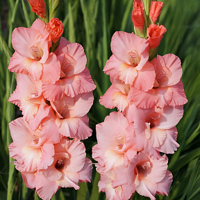 Гладиолус Шуга Бейб