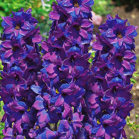 Фото Дельфиниум Магические фонтаны Тёмно-синий