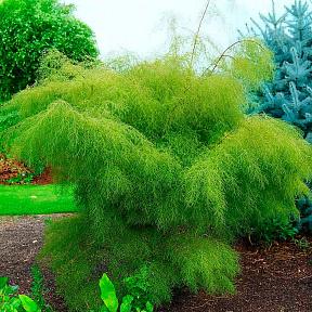 Берёза карликовая Тростс дварф