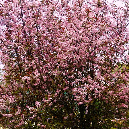 Фото Черемуха обыкновенная Колората