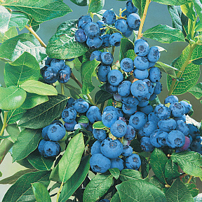 Голубика Патриот