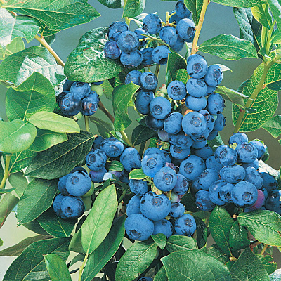 Голубика Патриот