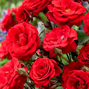 Роза флорибунда Стромболи