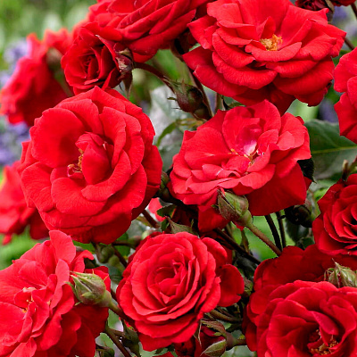 Роза флорибунда Стромболи