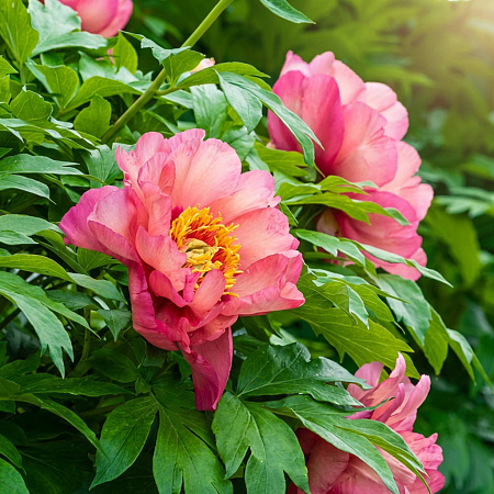 Фото Пион ИТО-гибрид Мэджикал Мистери Тур