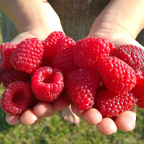 Малина ремонтантная Карамелька