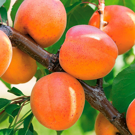 Фото Комплект абрикосов №3: Гритиказ, Цезарь