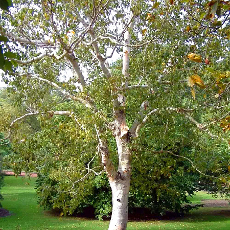 Фото Берёза повислая Спайдер Эллей