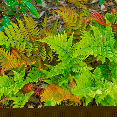 Фото Лунокучник густосорусовый