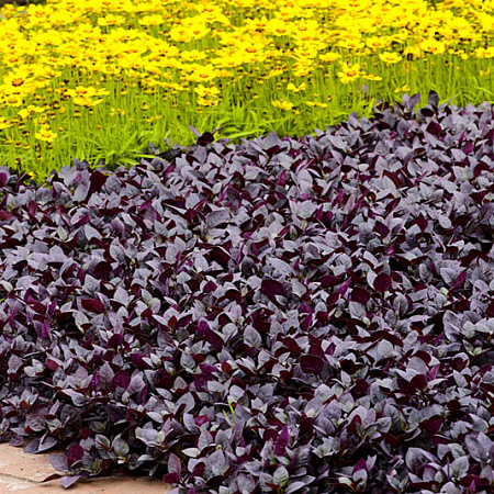 Фото Альтернатера Фиолетовый рыцарь