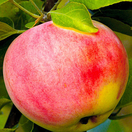 Фото Яблоня Уральское розовое