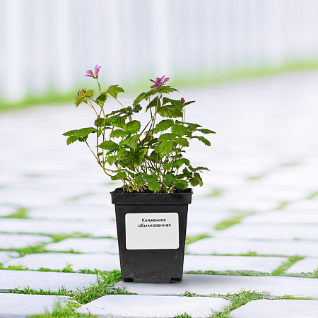 Фото Княженика обыкновенная