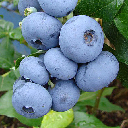 Фото Голубика Пуру