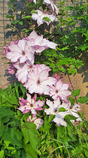 Купить саженцы Клематис Омоширо — от НПО Сады России