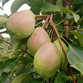 Груша Розовый бочонок