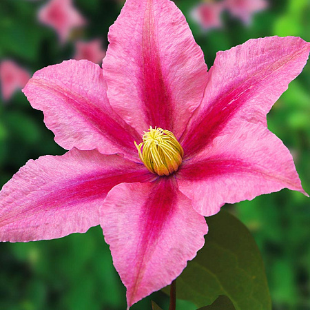 Фото Клематис Розамунда