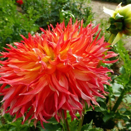 Фото Георгин кактусовый Файрд Ап