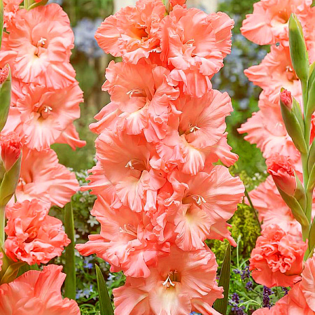 Фото Гладиолус Блашд Лук