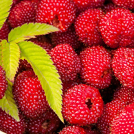 Фото Малина розолистная