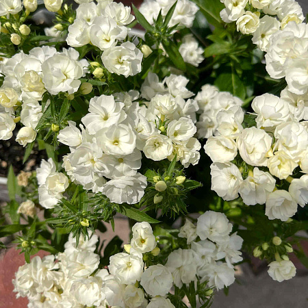 Фото Флокс друммонда махровый белый