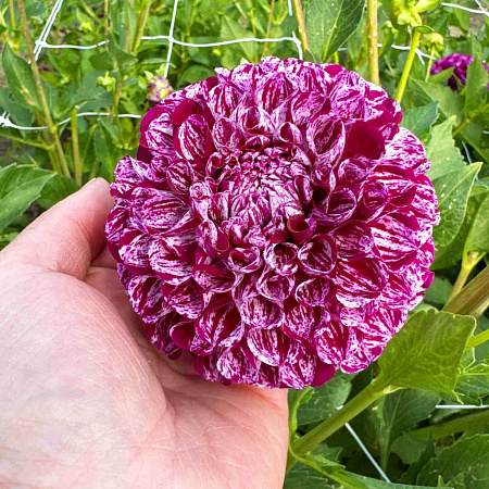 Фото Георгин шаровидный Марбл Болл